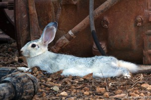 Junkyard Rabbit