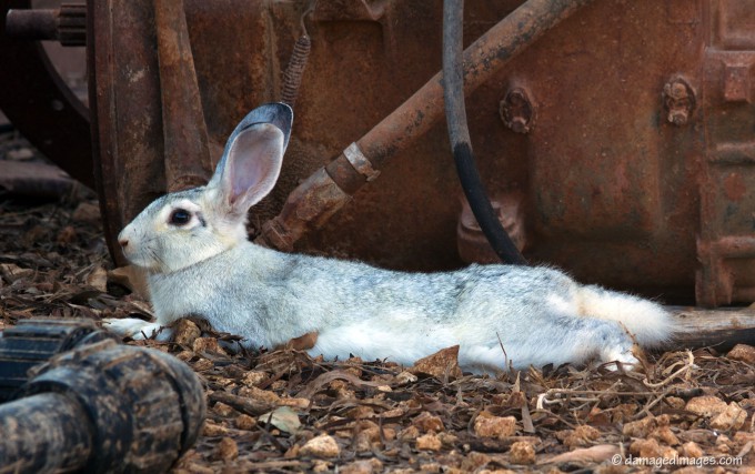 Junkyard Rabbit