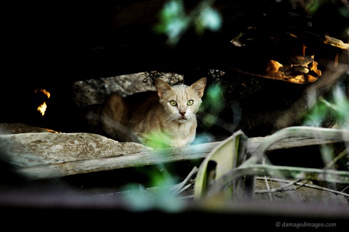 Junkyard Cat